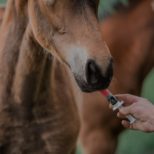 Inhaltsstoffe bei Equistro